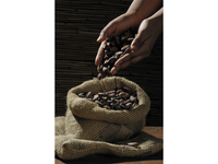 Hand Picked Coffee Beans